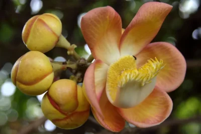 Jardín Botánico Lancetilla
